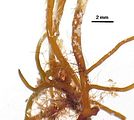 Dictyota mediterranea2